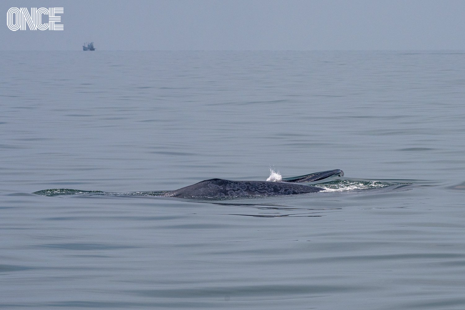 ล่องคาตามารันดู ‘บรูด้า’ วาฬสีหวานกลางอ่าวไทย กับเกร็ดน่ารู้ที่ทำให้ทริปสนุกขึ้น