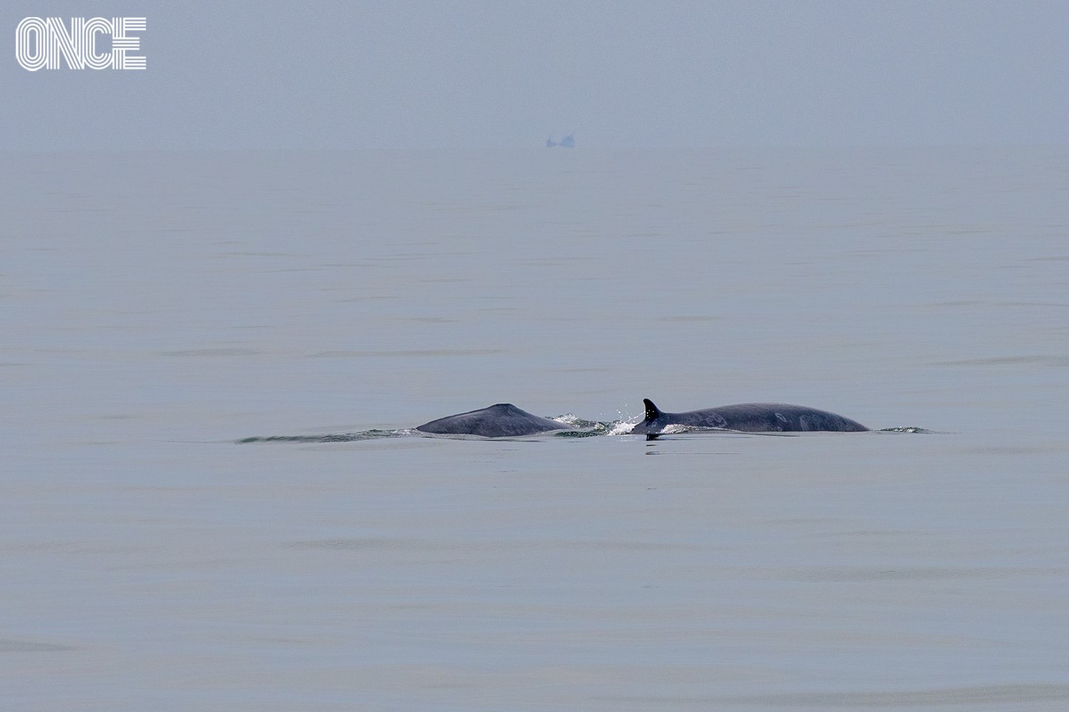 ล่องคาตามารันดู ‘บรูด้า’ วาฬสีหวานกลางอ่าวไทย กับเกร็ดน่ารู้ที่ทำให้ทริปสนุกขึ้น