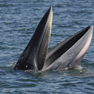 ล่องคาตามารันดู ‘บรูด้า’ วาฬสีหวานกลางอ่าวไทย กับเกร็ดน่ารู้ที่ทำให้ทริปสนุกขึ้น