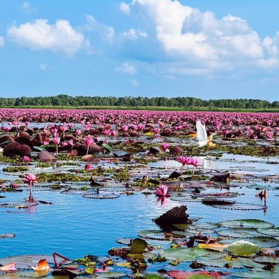 ทะเลน้อย พัทลุง