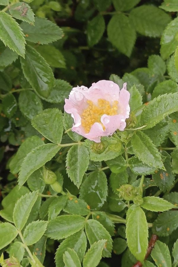 Bach Flower Remedies