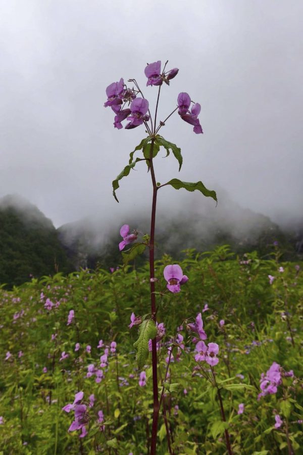 Bach Flower Remedies