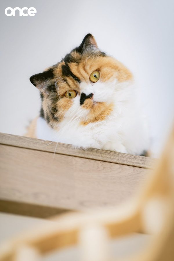 Cat Home