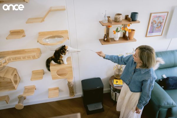 Cat Home