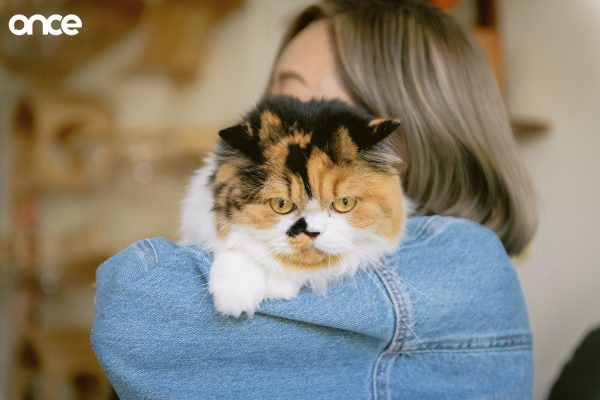 Cat Home