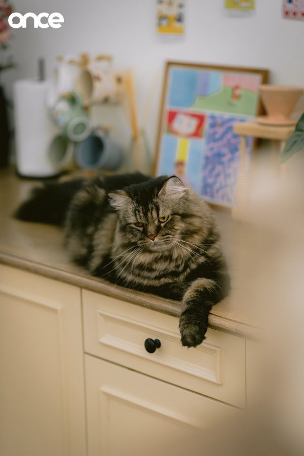 Cat Home