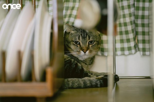 Cat Home