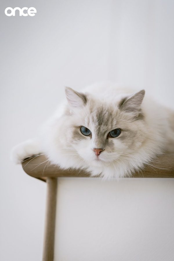 Cat Home