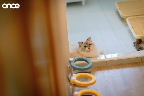 Cat Home