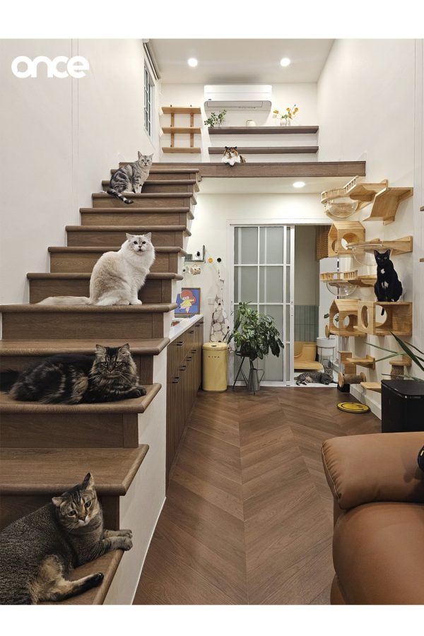 Cat Home