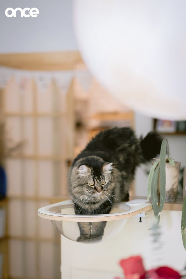 Cat Home