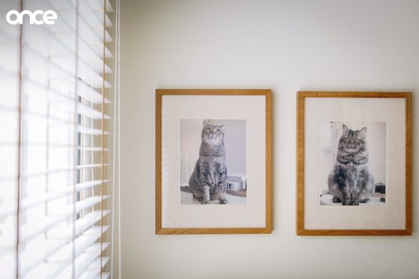 Cat Home