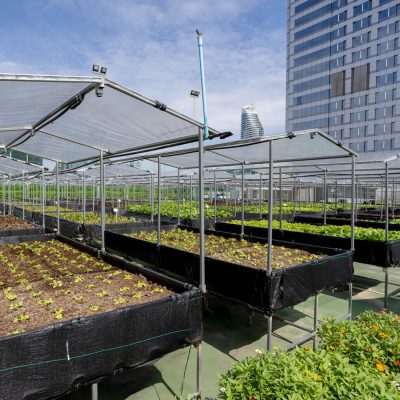 ฟาร์มผักบนดาดฟ้า