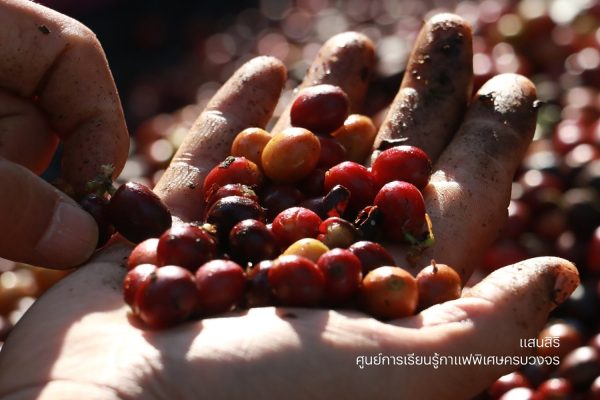 แสนสิริ