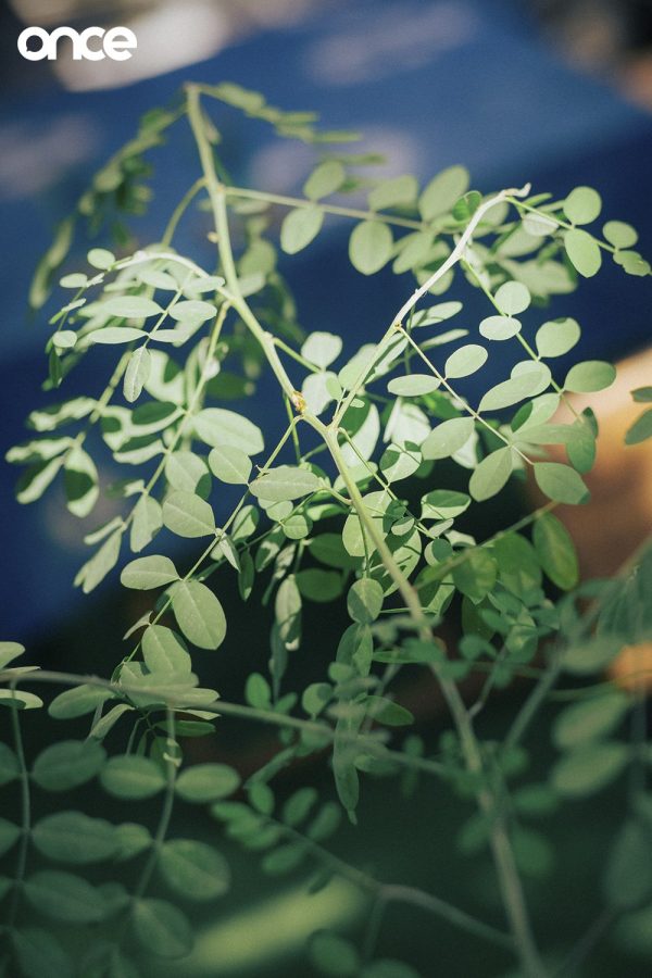 คราฟต์สกลนคร